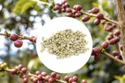 1kg - Café Vert Bio Sueno - Région Altura - Mexique - Décaféiné à L'eau