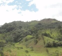 4x250g Café En Grain Bio La Esperanza - Cafés Lugat -Vente De Café cafe grains esperanza colombie 5