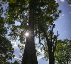 250g Café En Grain Bio The Forest - Terres De Café -Vente De Café cafedeforetterresdecafetheforest200g