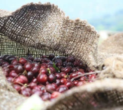 4x250g Café En Grain Bio Finca Oasis - Cafés Lugat -Vente De Café cafeengraincafeslugatpaysproducteurcafe 2