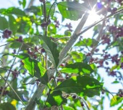 Boite Conservatrice Noire Avec Vide D'air 1kg - Cafés Lugat 5 Boite Conservatrice Noire Avec Vide D'air 1kg - Cafés Lugat -Vente De Café cafeier